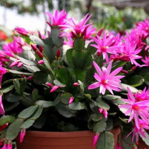 Хатиора розовая. Виды хатиоры и фото комнатного цветка в период цветения