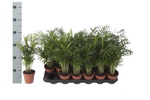 Хамедорея изящная