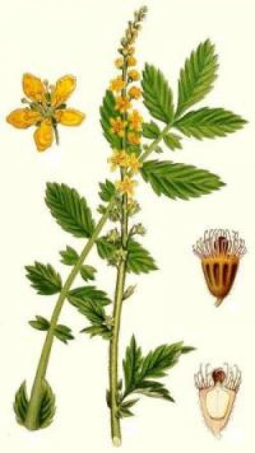 Репешок обыкновенный. Виды лечебной травы репешок