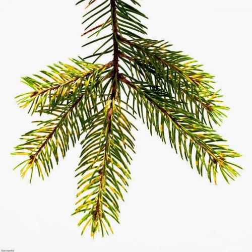 Ржавчина хвои ели меры борьбы. Ржавчина хвои ели / Золотистая ржавчина хвои ели