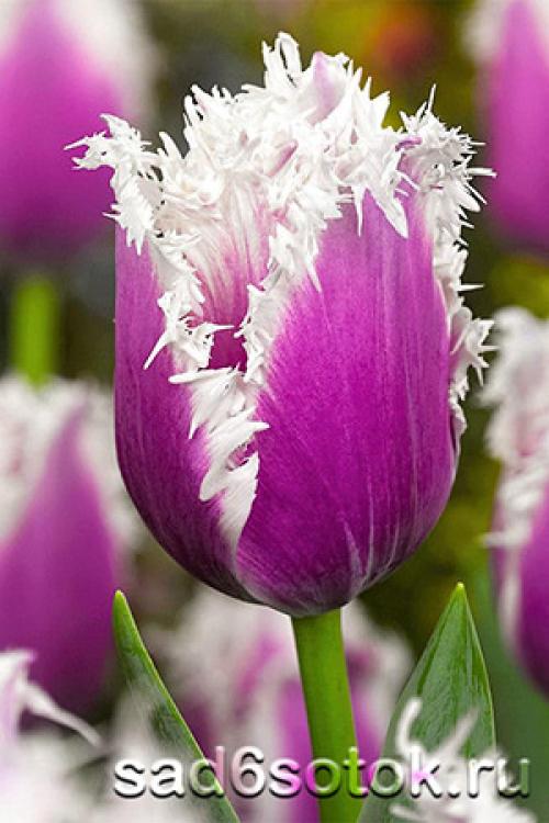 Тюльпаны. Бахромчатые