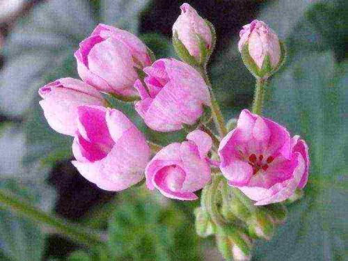 Герань красно-бурая Samobor. Самые редкие разновидности