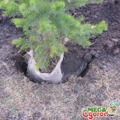 Когда можно пересаживать сосенки. Советы специалистов: как правильно пересадить сосну