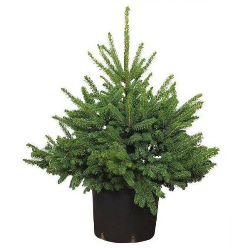 Пихта в горшке сохнет. Пихта домашняя в горшке