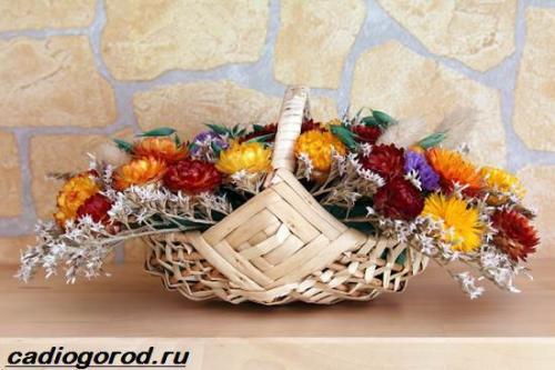 Гелихризум розовый фарфор. Гелихризум цветок. Выращивание гелихризума. Уход за гелихризумом