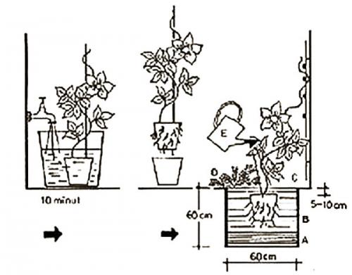 Клематис княжик. Декоративное и лечебное растение в вашем саду — княжик