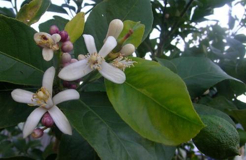 Самые Неприхотливые цитрусовые комнатные растения. Виды цитрусовых комнатных растений