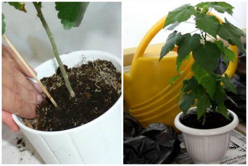 Абутилон: виды растения, правила выращивания и ухода