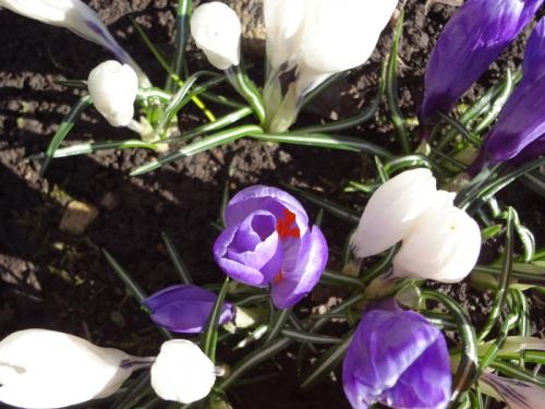 Чем удобрять крокусы. Удобрение и подкормки