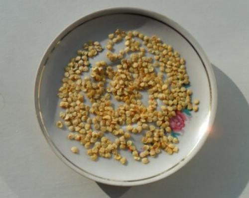 Обеззараживание семян томатов перед посевом. Когда нужна подготовка семян томатов