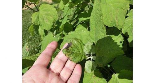 Почему у гортензии коричневеют цветы. Причины почернения листьев гортензии – пошаговая инструкция по лечению