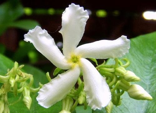 Trachelospermum jasminoides растение. Ринкоспермум жасминовидный (=Rhyncospermum jasminoides, =Trachelospermum jasminoides)