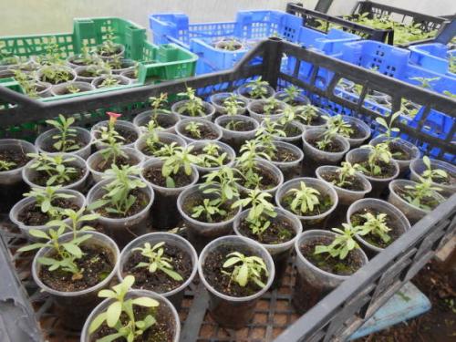 Калибрахоа размножение черенками. Калибрахоа: выращивание и размножение