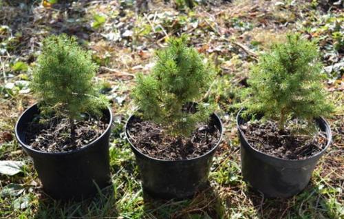 Ель Шренка размножение. Размножаем ели грамотно, или вечнозеленый участок