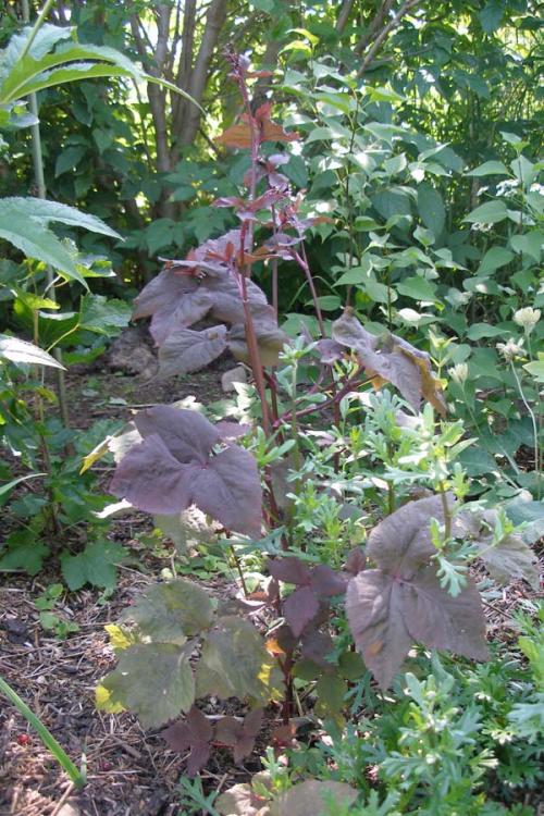 Скрытница японская Мицуба агротехника. Что то новенькое из овощей