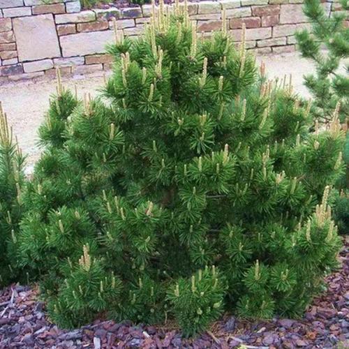 Пересадка сосны горной осенью. Популярные сорта горной сосны: Пумилио, Мугус и другие