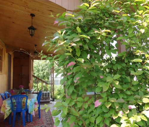 Как пересадить актинидию. Актинидия: посадка и уход