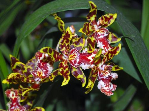 Орхидея Онцидиум Свит Шугар. Ботаническое описание