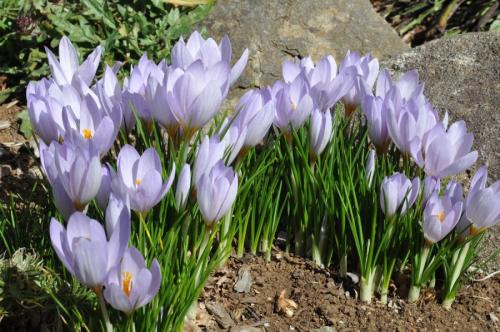 Крокусы белые. Что необходимо знать о крокусах
