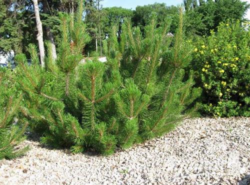 Пересадка сосны горной осенью. Популярные сорта горной сосны: Пумилио, Мугус и другие