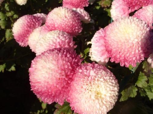 Сорта хризантем крупноцветковых. Корейские хризантемы, сорта и их описание