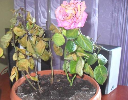 Комнатная Роза сохнут листья. Спасаем розу в горшке от усыхания