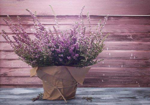 Вереск в горшке. Вереск — приметы и суеверия