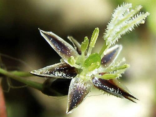 Ожика волосистая. Описание и фото