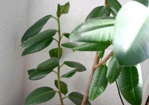 Как сделать пышную крону у фикуса Бенджамина форум. 5 советов для формирования пышной лиственной массы фикуса Бенджамина