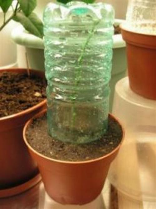 Лавр благородный сохнут листья. Как посадить лавр, методы размножения лаврового дерева