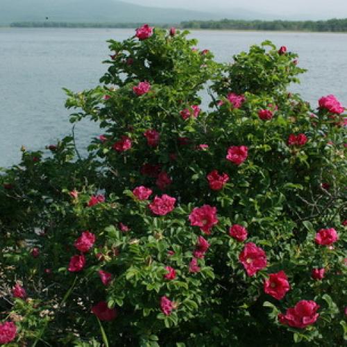 Шиповник морщинистый кустарник. Шиповник садовый морщинистый: фото и описание сортов