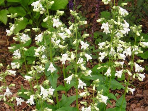 Пенстемон Хаскер Ред описание. Ботаническое описание