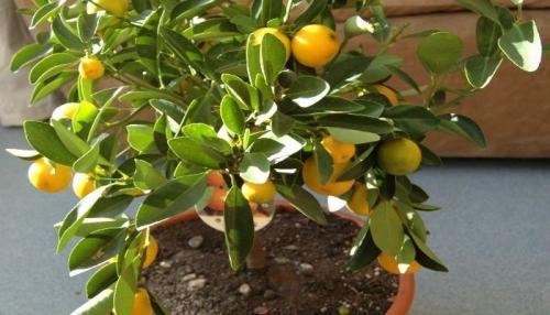 Каламондин желтеют листья. Главное меню