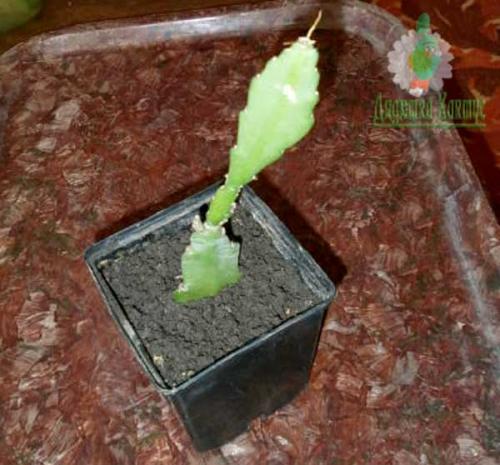 Укоренение черенков эпифиллума. Размножение эпифиллума