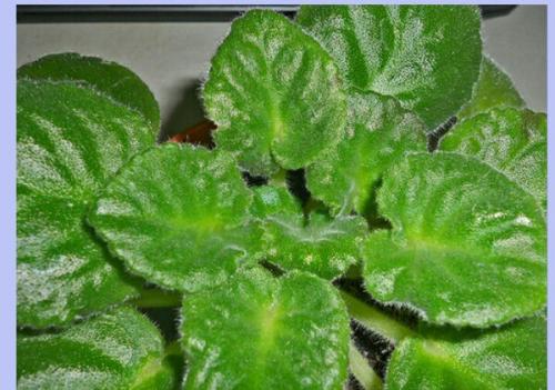 Почему у фиалки очень плотная розетка. Причины загущения центра розетки