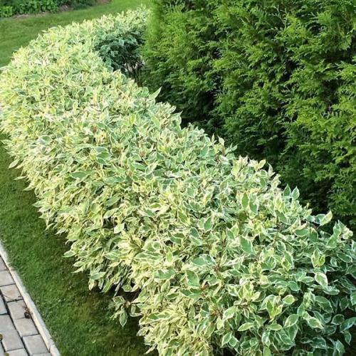 Пестролистные кустарники. Как вырастить дерен пестролистный на дачном участке