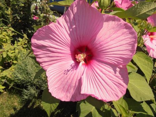 Гибискус в ландшафте. Описание