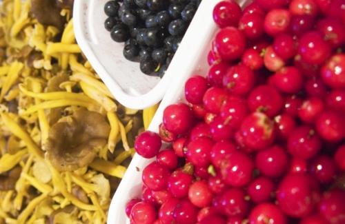 Где собирать чернику в Гатчинском районе. Самые грибные и ягодные места Ленинградской области