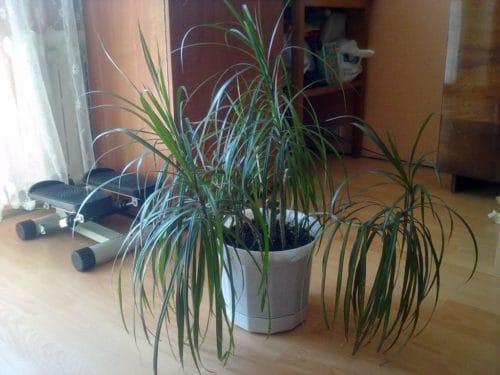 Как сделать толстый ствол у драцены. Особенности обрезки драцены