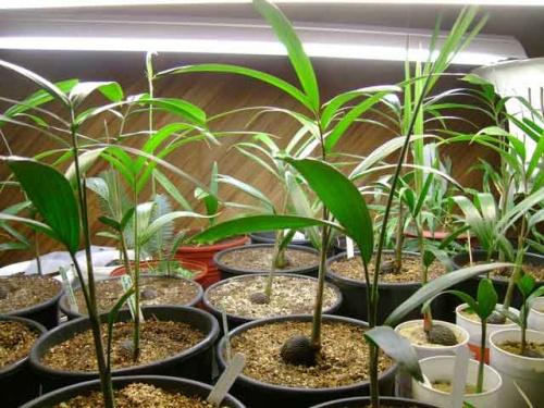 Ховея и хамедорея. Комнатные пальмы