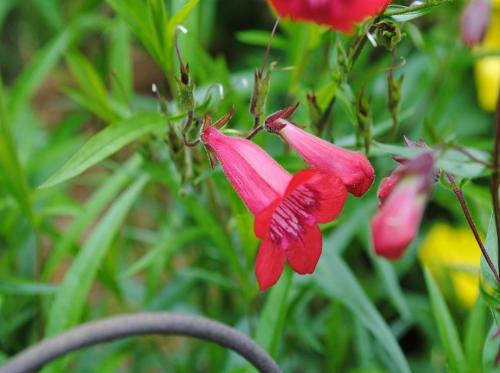 Пенстемон Хаскер Ред описание. Ботаническое описание