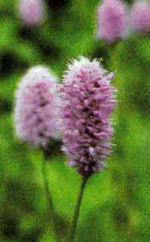 Горец змеиный латинское название. Горец змеиный