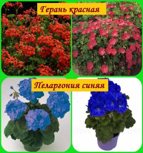 Альпийская Герань. Отличие садовой герани от комнатной (пеларгонии)