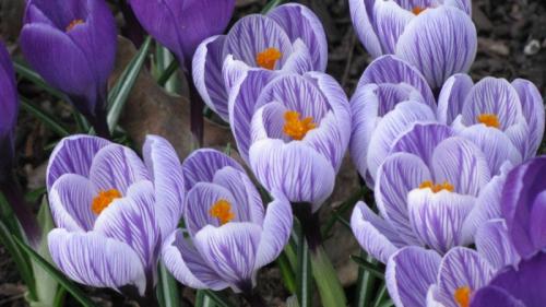 Цветок крокус описание. Весенние крокусы — описание и виды