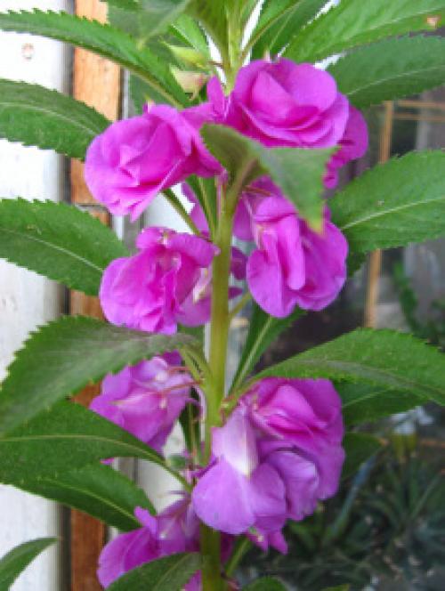 Бальзамин на клумбе. Садовый бальзамин – яркие красочные клумбы: особенности выращивания и ухода