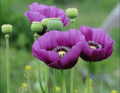 Мак растение. Маки — нежное очарование полей. Посадка, выращивание, уход
