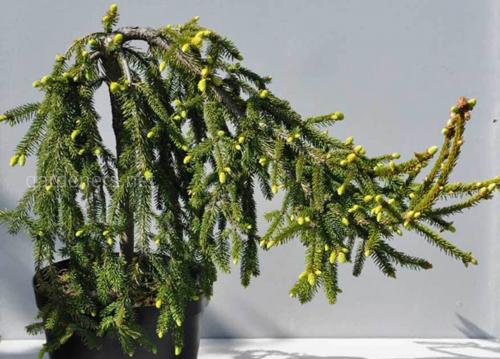 Ель с голубыми шишками. Ели с цветными шишками