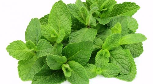 Чабер розмарин. Как правильно использовать пряные травы