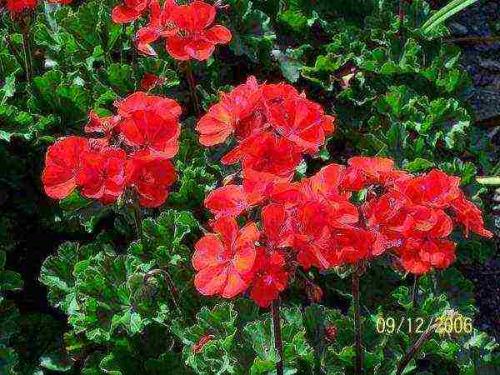 Герань красно-бурая Самобор. Пеларгония зональная (Pelargonium zonale)