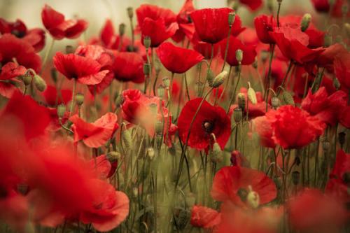 Мак растение. Маки — нежное очарование полей. Посадка, выращивание, уход